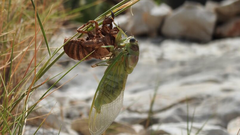 Što to cvrkuće ljeti? Cvrčci!