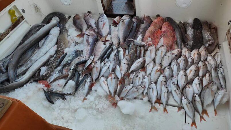 Gdje možete kupiti ribu?